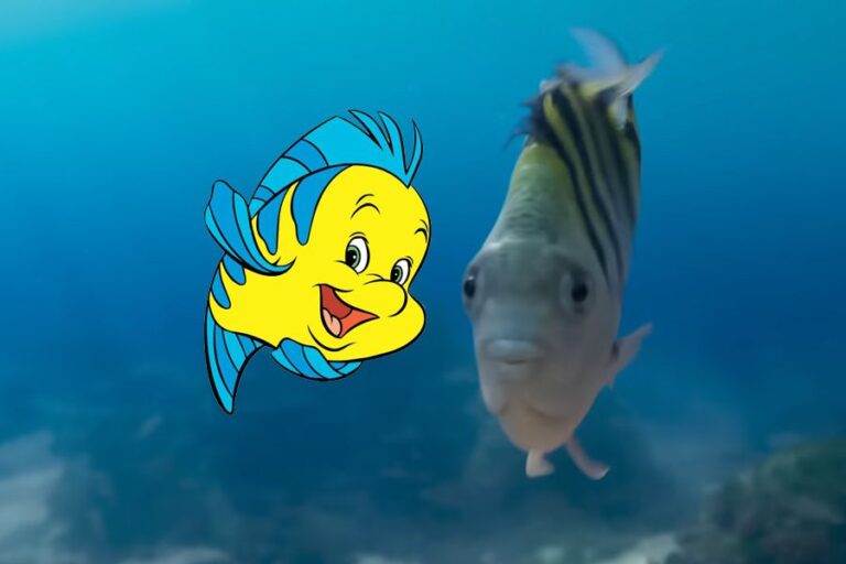 El nombre del pez de Ariel Descubre la fascinante especie acuática que